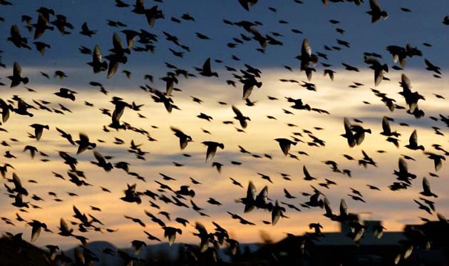Starlings in flight