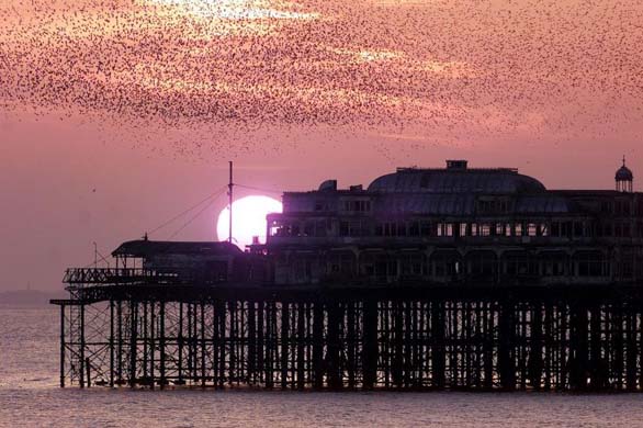 Starlings in Brighton