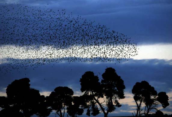 Starlings at dusk
