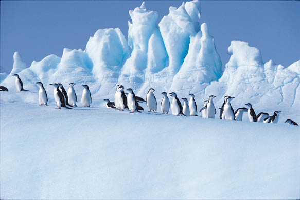 Antartica