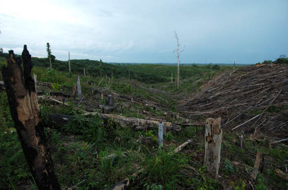 The palm oil industry lays waste to tribal lands