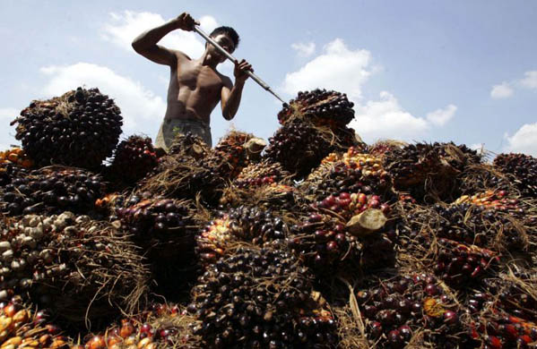 Seeds of palm oil are harvested at a plantation in Rokan Hilir