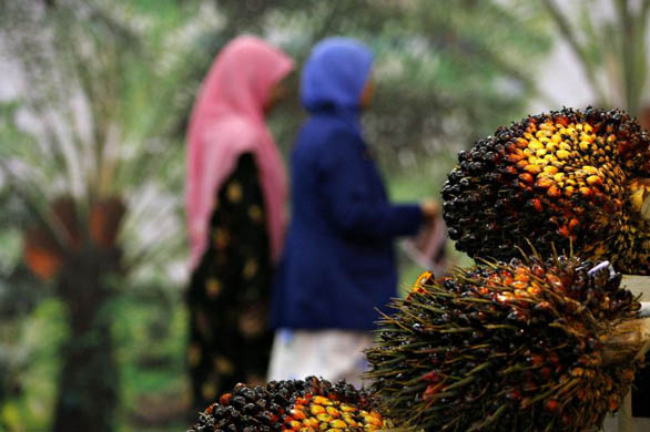 Delegates walk past bunches of oil palm fruit