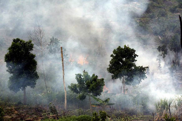 Smoke rises from a burning forest set allight for land-clearing