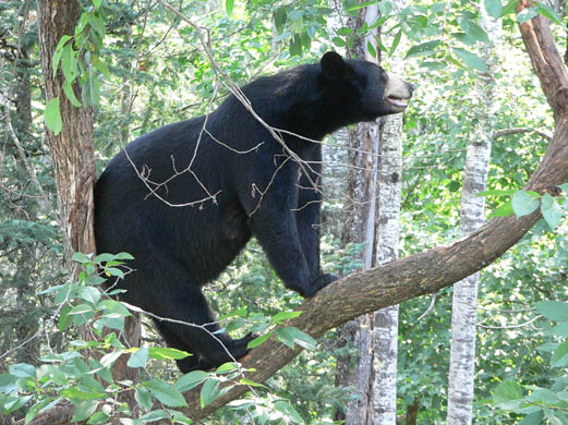 American-black-bear-C-David-3602.jpg