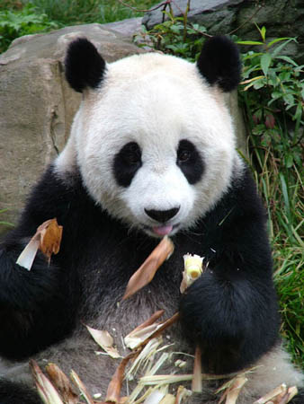 http://static.guim.co.uk/Guardian/environment/gallery/2007/nov/12/wildlife/Giant-panda1C-David-Sheppar-8146.jpg