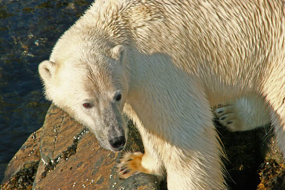 Polar bear