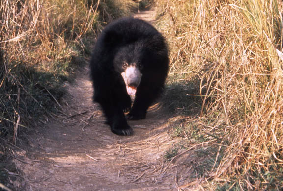 Sloth bear