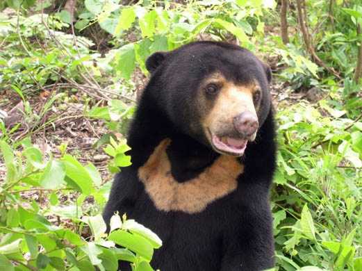 Sun bear