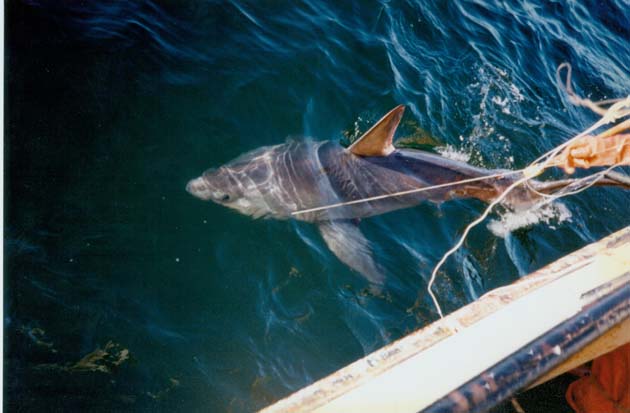 Porbeagle