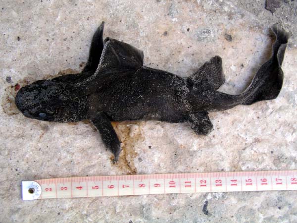 Juvenile Angular Roughshark