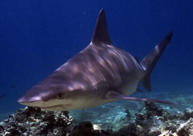 Sanbar Shark