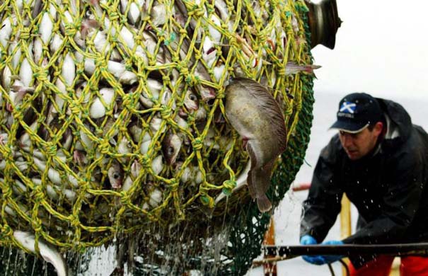 Cod in a net