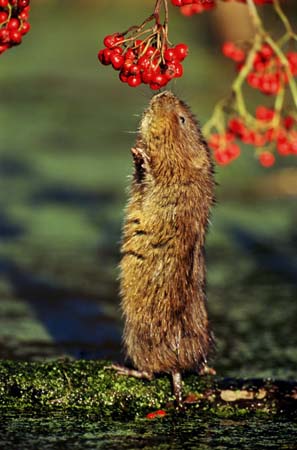 Water vole