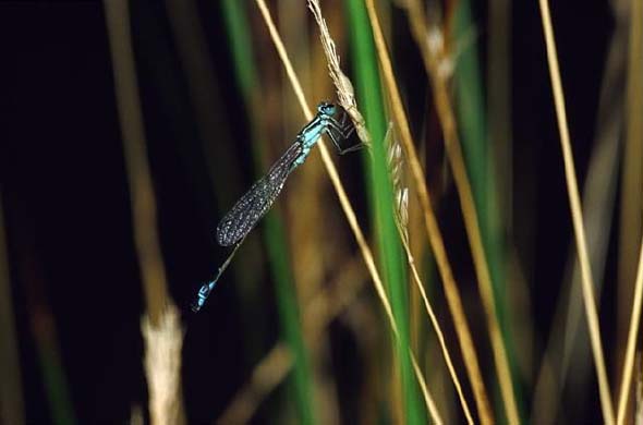 Damsel fly