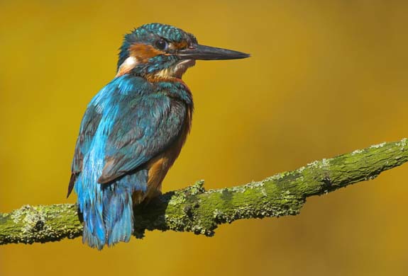 Kingfisher