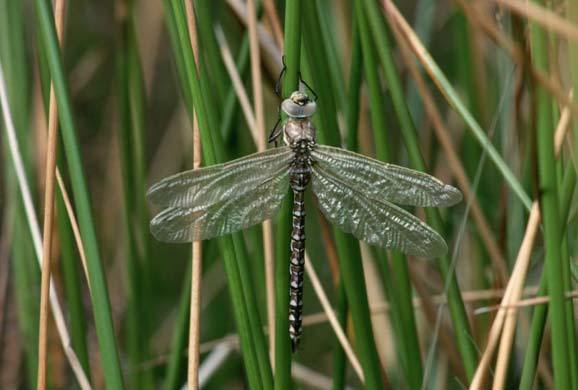 Emperor dragonfly