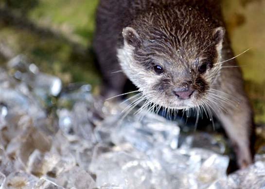 Otter