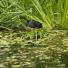 Moorhen