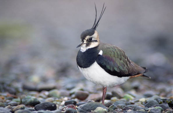 A lapwing