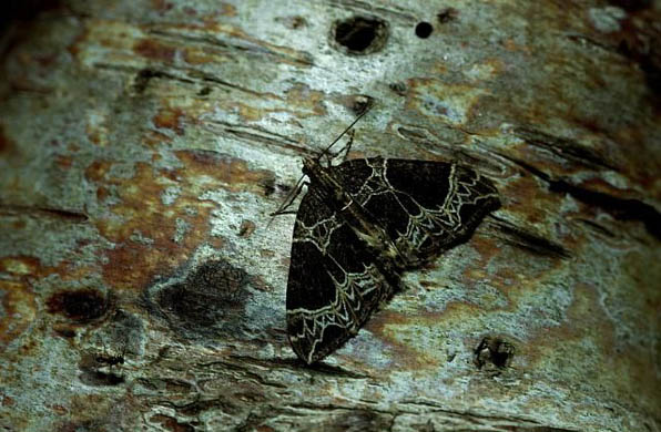 A small phoenix moth