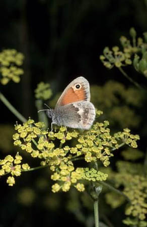 A small heath butterfly