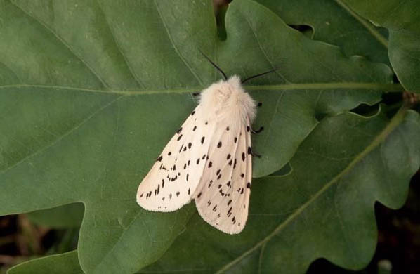 A white ermine moth