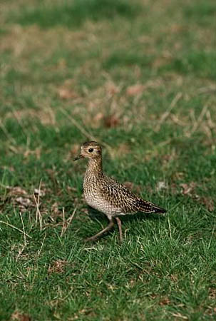 A golden plover