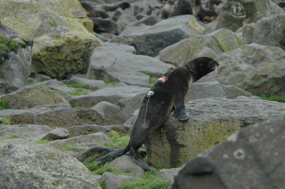 Fur seal