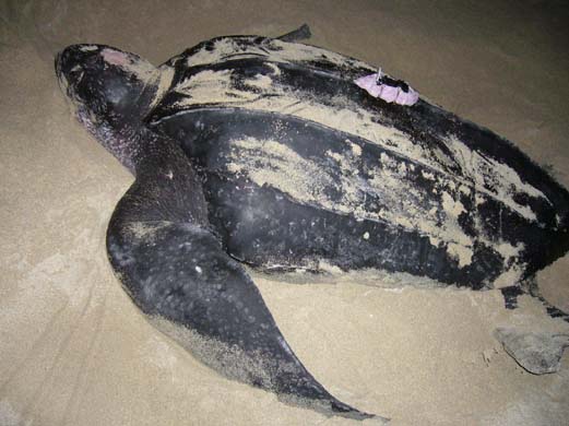Leatherback turtle