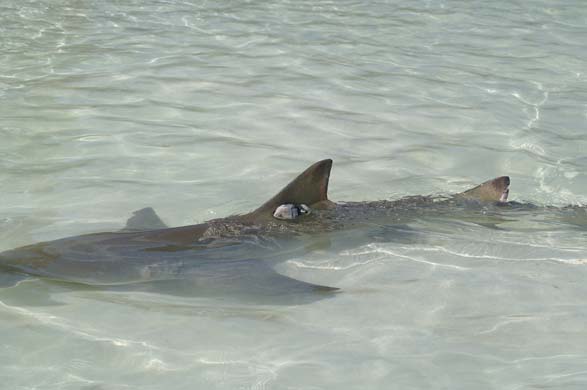 Lemonshark