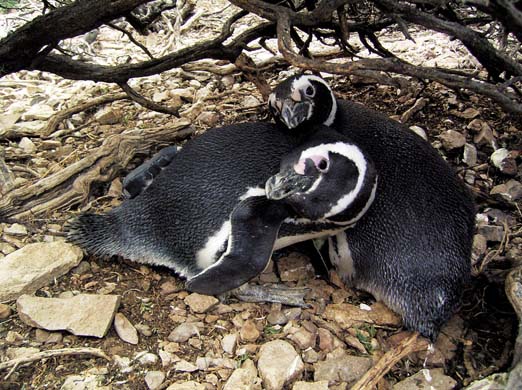 Magellanic penguins
