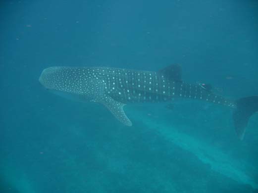 Whale shark