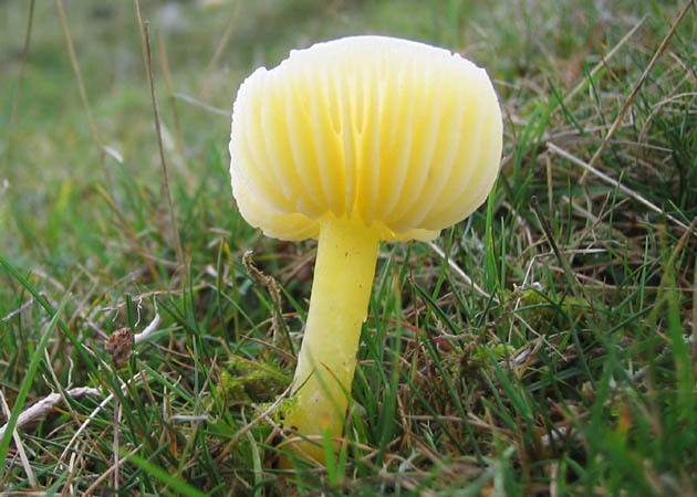 Waxcap fungi