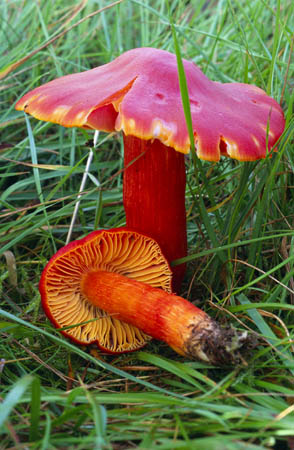 Waxcap fungi