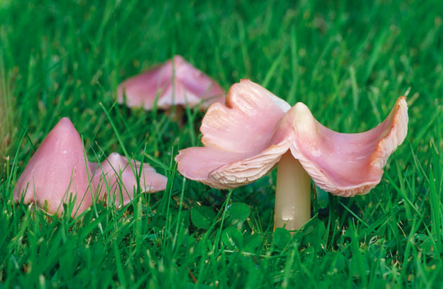 Waxcap fungi