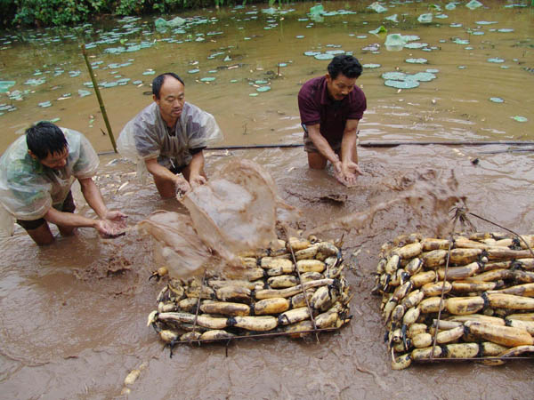 Lotus root harvest China