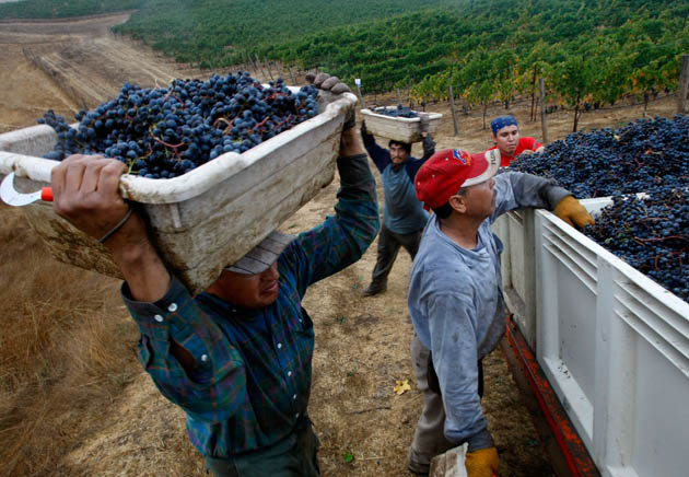 Grape harvest California