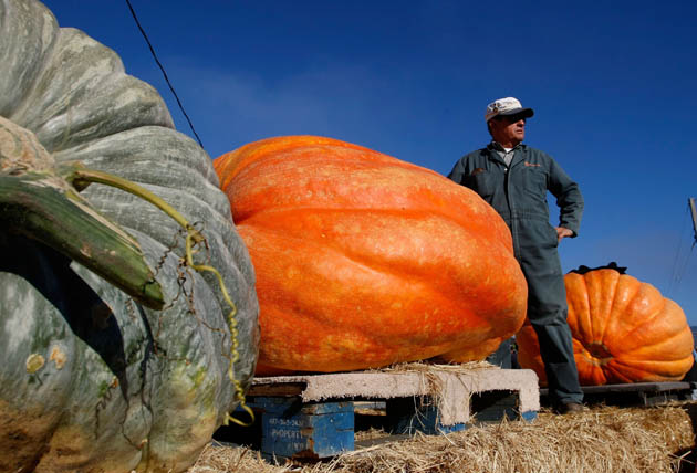 Pumpkin harvest California