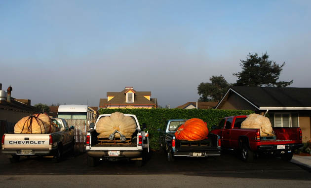 Pumpkin harvest California