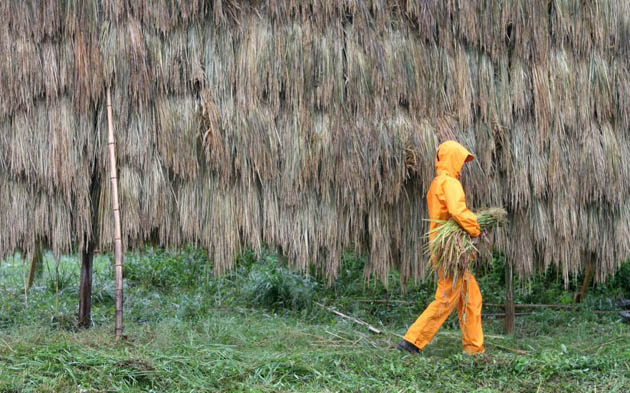 Rice harvest Japan