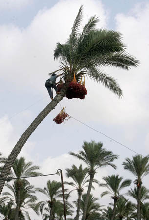Date harvest Palestine