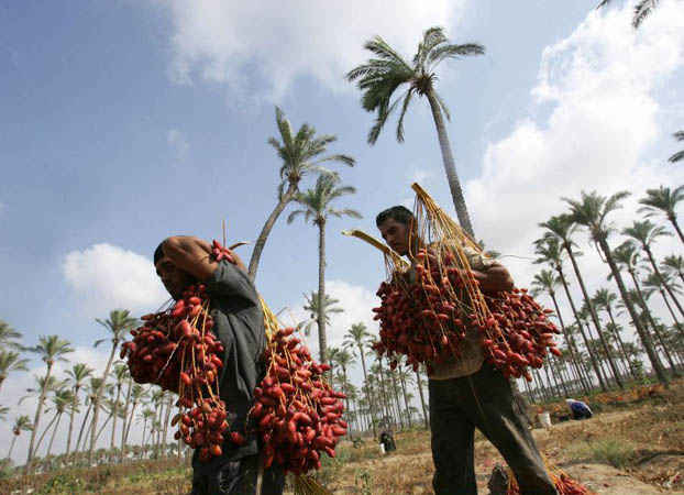 Date harvest Palestine