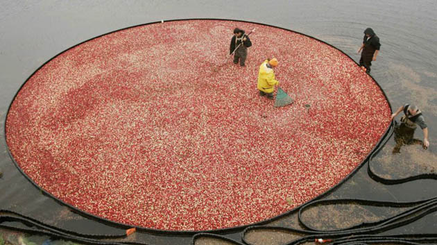 Cranberry harvest USA