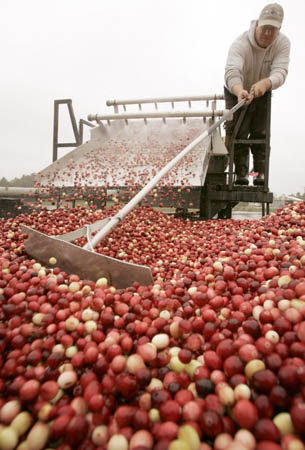 Cranberry harvest USA