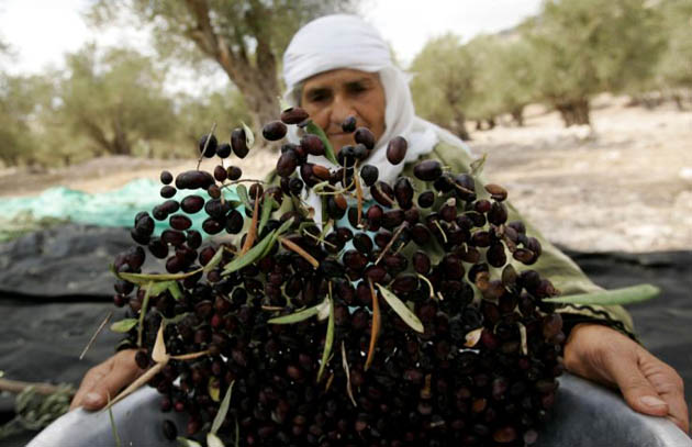 Olive harvest Palestine