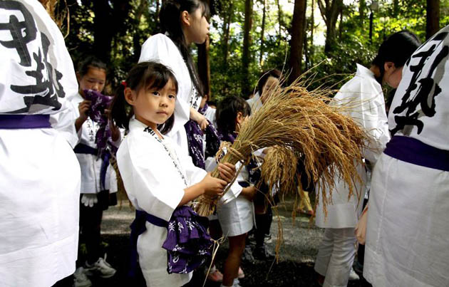 Rice harvest Japan