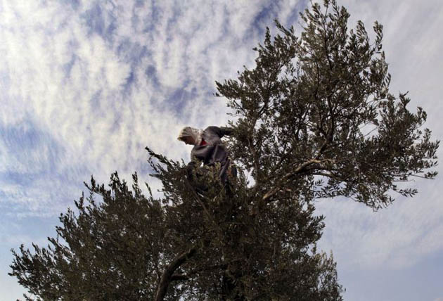 Olive harvest Palestine