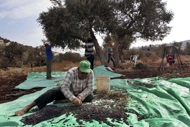 Olive harvest Palestine
