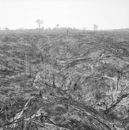 Amazon deforestation